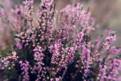 Lavender plant pictures
